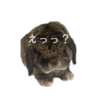 癒しのおじいちゃんうさぎ（個別スタンプ：11）