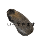 癒しのおじいちゃんうさぎ（個別スタンプ：12）