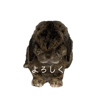 癒しのおじいちゃんうさぎ（個別スタンプ：13）