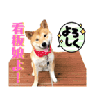 柴犬ふくの日常スタンプ第6弾♪♪（個別スタンプ：1）