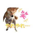 柴犬ふくの日常スタンプ第6弾♪♪（個別スタンプ：2）