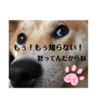 柴犬ふくの日常スタンプ第6弾♪♪（個別スタンプ：3）