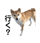 柴犬ふくの日常スタンプ第6弾♪♪（個別スタンプ：4）