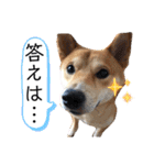 柴犬ふくの日常スタンプ第6弾♪♪（個別スタンプ：5）