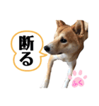 柴犬ふくの日常スタンプ第6弾♪♪（個別スタンプ：6）
