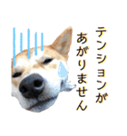 柴犬ふくの日常スタンプ第6弾♪♪（個別スタンプ：9）