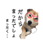 柴犬ふくの日常スタンプ第6弾♪♪（個別スタンプ：10）