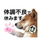 柴犬ふくの日常スタンプ第6弾♪♪（個別スタンプ：11）