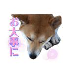 柴犬ふくの日常スタンプ第6弾♪♪（個別スタンプ：12）
