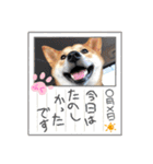 柴犬ふくの日常スタンプ第6弾♪♪（個別スタンプ：13）