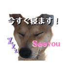柴犬ふくの日常スタンプ第6弾♪♪（個別スタンプ：14）