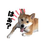 柴犬ふくの日常スタンプ第6弾♪♪（個別スタンプ：17）