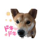 柴犬ふくの日常スタンプ第6弾♪♪（個別スタンプ：19）
