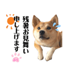 柴犬ふくの日常スタンプ第6弾♪♪（個別スタンプ：20）