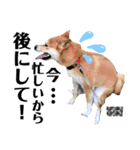 柴犬ふくの日常スタンプ第6弾♪♪（個別スタンプ：21）