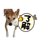 柴犬ふくの日常スタンプ第6弾♪♪（個別スタンプ：23）