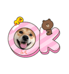 柴犬ふくの日常スタンプ第6弾♪♪（個別スタンプ：24）