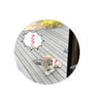 ミニシュナ＆アメコカ（個別スタンプ：15）