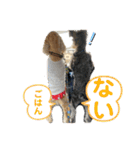 ミニシュナ＆アメコカ（個別スタンプ：16）