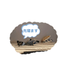 ミニシュナ＆アメコカ（個別スタンプ：21）