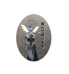 ミニシュナ＆アメコカ（個別スタンプ：23）