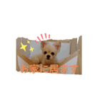 くーちゃんLINEスタンプ3！（個別スタンプ：2）