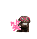 わんちゃんスタンプRabbit（個別スタンプ：2）