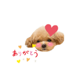 わんちゃんスタンプRabbit（個別スタンプ：3）
