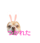 わんちゃんスタンプRabbit（個別スタンプ：7）
