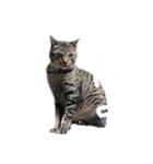 Qoo！！（個別スタンプ：6）