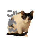 Qoo！！（個別スタンプ：11）