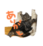 Qoo！！（個別スタンプ：13）