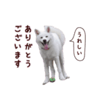 秋田犬 桜のスタンプ（個別スタンプ：1）