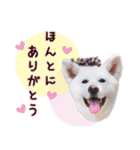 秋田犬 桜のスタンプ（個別スタンプ：2）