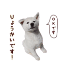 秋田犬 桜のスタンプ（個別スタンプ：3）