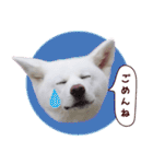 秋田犬 桜のスタンプ（個別スタンプ：4）
