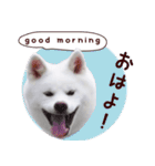 秋田犬 桜のスタンプ（個別スタンプ：5）