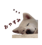 秋田犬 桜のスタンプ（個別スタンプ：6）