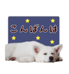 秋田犬 桜のスタンプ（個別スタンプ：7）