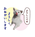 秋田犬 桜のスタンプ（個別スタンプ：9）