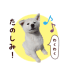 秋田犬 桜のスタンプ（個別スタンプ：10）