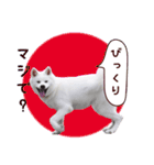 秋田犬 桜のスタンプ（個別スタンプ：11）