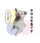 秋田犬 桜のスタンプ（個別スタンプ：12）