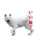 秋田犬 桜のスタンプ（個別スタンプ：13）