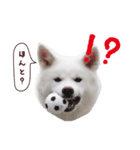 秋田犬 桜のスタンプ（個別スタンプ：15）