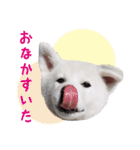 秋田犬 桜のスタンプ（個別スタンプ：16）