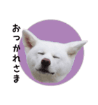 秋田犬 桜のスタンプ（個別スタンプ：19）