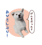 秋田犬 桜のスタンプ（個別スタンプ：20）