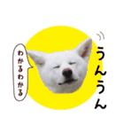 秋田犬 桜のスタンプ（個別スタンプ：24）
