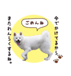 秋田犬 桜のスタンプ（個別スタンプ：25）